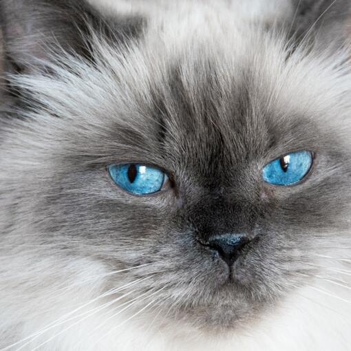Primer plano de gato himalayo con ojos azules intensos y pelaje claro en tonos grises