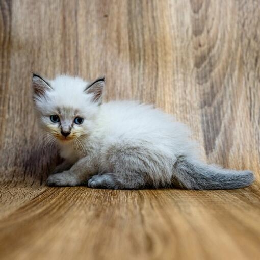 Cachorro de gato con ojos azules sobre fondo de madera