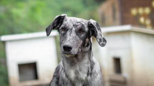 Perro pastor de pelaje gris y negro