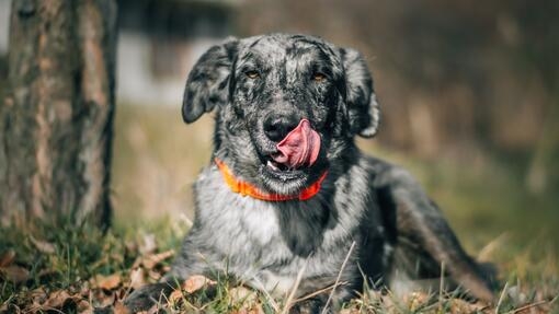 Perro pastor de pelaje gris atigrado lamiéndose el hocico con collar naranja