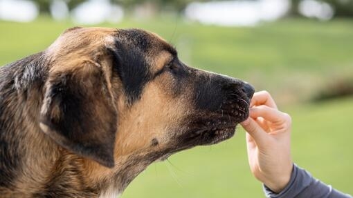 Mastín español recibiendo comida de la mano de una persona en un entorno al aire libre