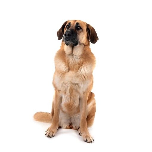 Perro mastín español de gran tamaño y pelaje marrón claro sentado sobre fondo blanco