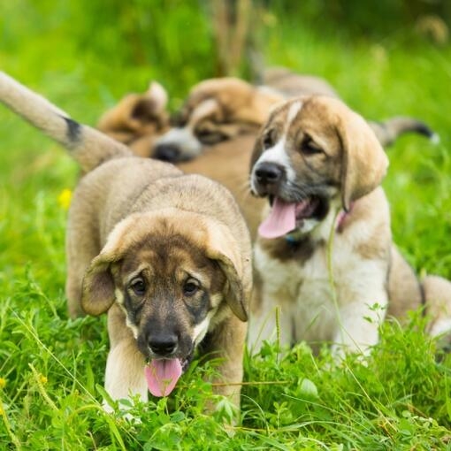 Cachorros de Mastín español jugando y explorando en la hierba verde