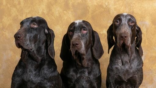Tres perros adultos de color marrón oscuro posando frente a un fondo amarillo