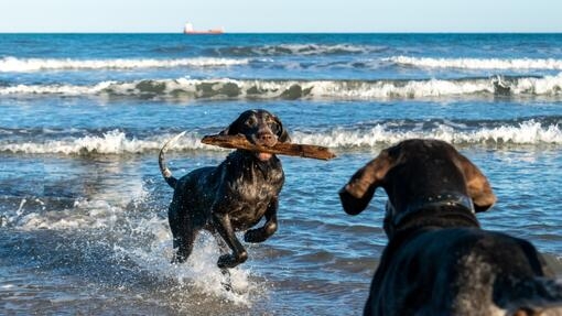 Perros jugando en la playa y corriendo en el agua con un palo en la boca