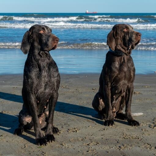 Dos perros de pelaje marrón sentados en la playa frente al mar