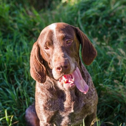 Perro de color marrón con la lengua fuera sentado sobre la hierba