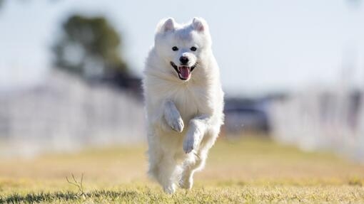 Perro de color blanco corriendo hacia la cámara con la lengua afuera y expresión alegre sobre césped