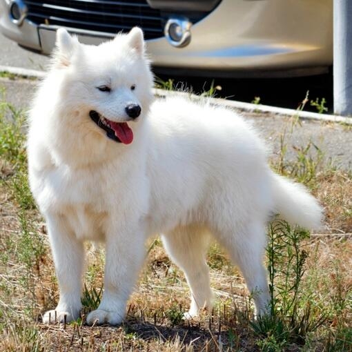 Perro de pelaje blanco con la lengua afuera, de pie sobre hierba seca junto a la acera con un coche de fondo