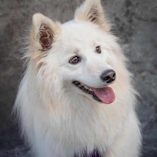 Perro de pelaje blanco esponjoso, con la lengua afuera y expresión alegre, posando frente a un fondo gris
