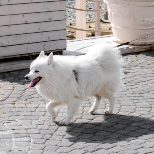 Perro de pelaje blanco y esponjoso caminando con la lengua afuera, sujeto con correa, sobre un suelo de piedra adoquinada