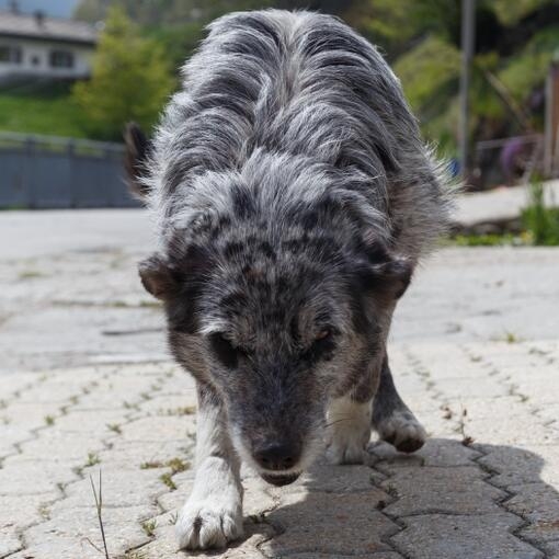Perro de pelaje gris y negro caminando hacia la cámara con la cabeza baja y mirada intensa, sobre un fondo blanco