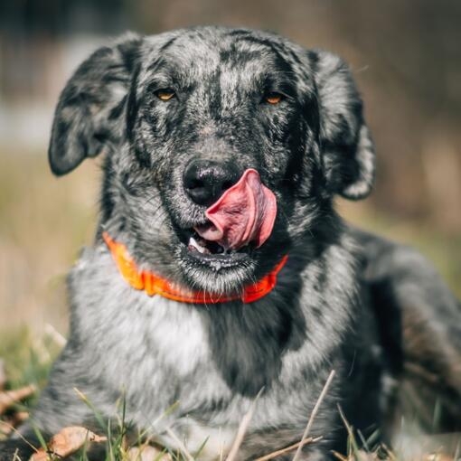 Perro pastor de pelaje gris atigrado lamiéndose el hocico con collar naranja