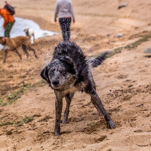 Perro pastor de pelaje gris y negro sacudiéndose el agua en la arena de la playa