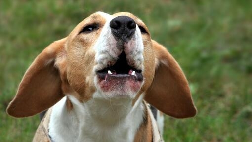 Primer plano de un perro de pelaje blanco y marrón, con las orejas largas hacia los lados y la boca abierta ladrando