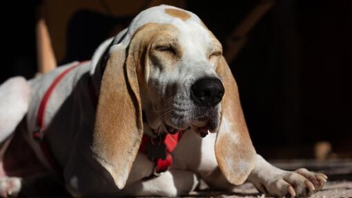 Perro de pelaje blanco con manchas marrones y orejas largas, descansando con los ojos cerrados sobre el suelo