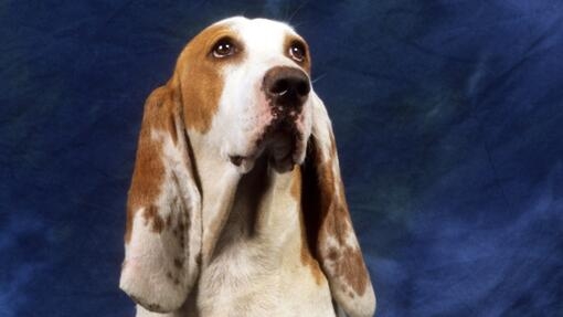 Perro de pelaje blanco y marrón con un fondo azul
