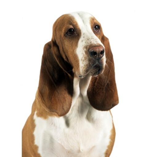 Perro de pelaje blanco y marrón con orejas largas caídas, posando sobre fondo blanco
