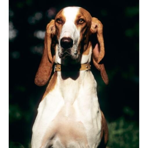 Perro de pelaje blanco y marrón con orejas largas, mirando al frente con un collar marrón, fondo oscuro