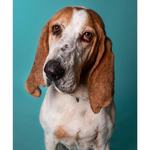 Perro de pelaje blanco con manchas marrones y orejas largas caídas, posando sobre fondo azul turquesa