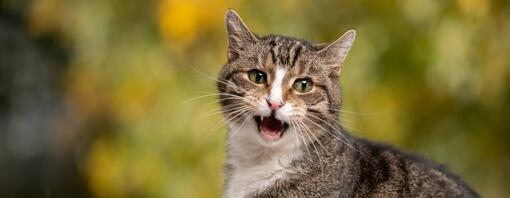 Gato atigrado de pelaje gris y blanco con ojos verdes, sentado y maullando