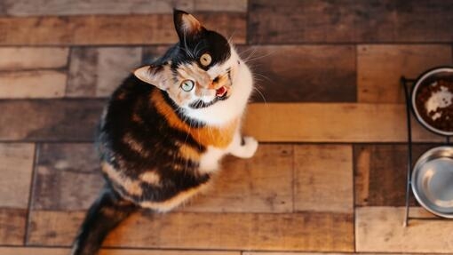 Gato tricolor con ojos verdes, sentado y mirando hacia arriba