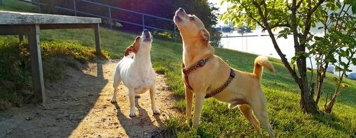 Dos perros pequeños de pie sobre un sendero de tierra en un parque, ambos mirando hacia arriba y ladrando, con árboles y césp
