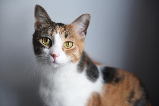 Gato tricolor mirando a cámara con expresión tranquila.