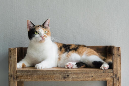 Gata tricolor descansando sobre un banco de madera.