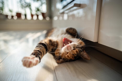 Gato calicó estirándose y bostezando en el suelo de casa.