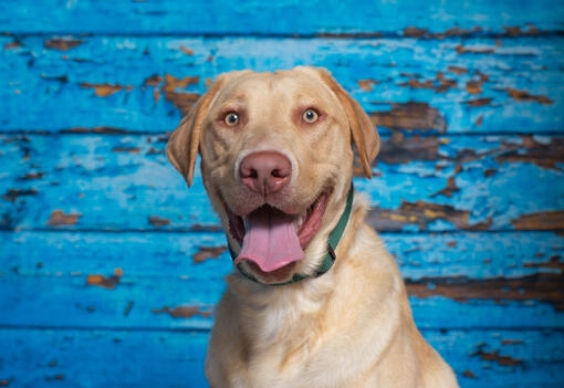 Perro labrador color crema posando feliz con la lengua fuera sobre un fondo azul.