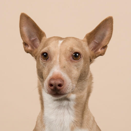 Perro de pelaje corto color canela con pecho blanco y orejas grandes erguidas, mirando al frente.