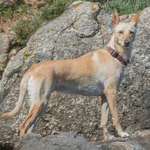 Perro tipo podenco de color claro de pie sobre rocas en un entorno natural.