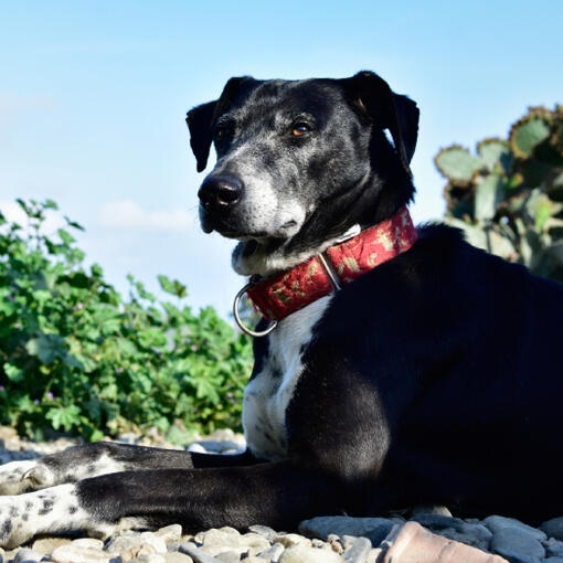Perro negro y blanco tumbado sobre piedras al aire libre, con un collar rojo.
