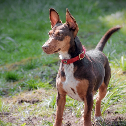 Perro podenco maneto de pelaje marrón y canela con collar rojo, posando alerta sobre hierba en un entorno exterior.