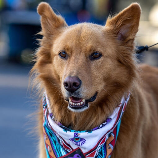Perro de pelaje dorado con un pañuelo colorido al cuello mirando a cámara.