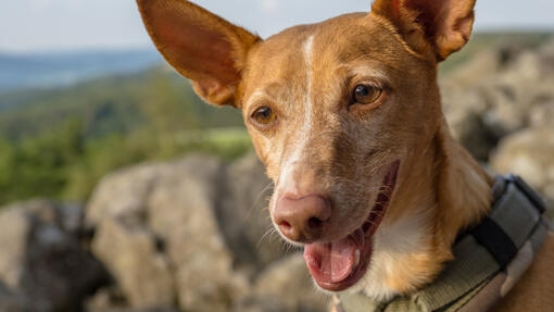 Podenco marrón posando al aire libre con expresión alegre.
