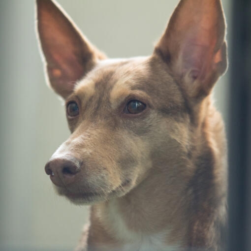 Primer plano de un perro de orejas grandes y mirada atenta con fondo desenfocado.