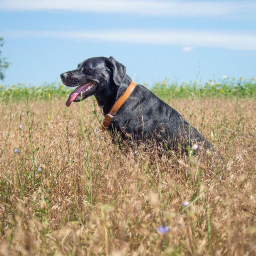 Perro negro sentado en un campo de hierba alta bajo un cielo azul.