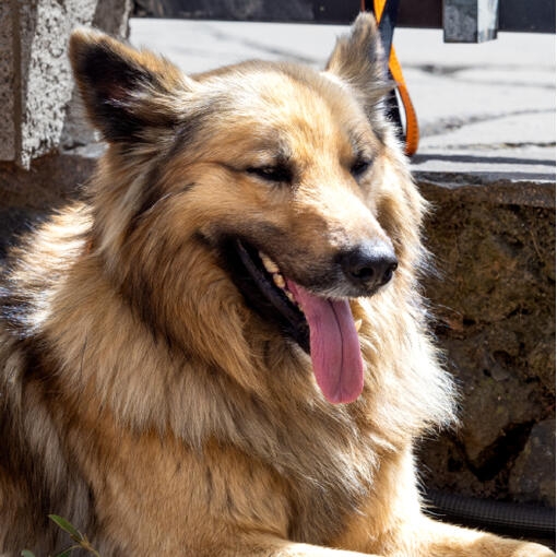 Perro de pelaje largo y dorado descansando al sol con la lengua fuera.