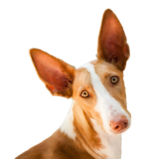 Primer plano de un perro tipo podenco de orejas grandes sobre fondo blanco.