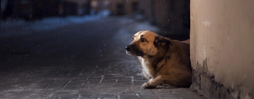 Perro callejero refugiado en un callejón durante una noche fría.