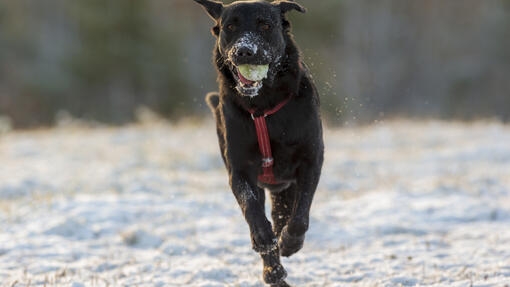 Perro negro corriendo sobre la nieve con una pelota en la boca.