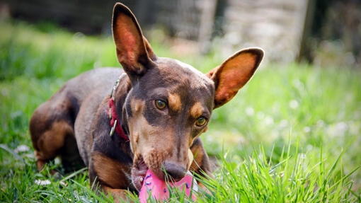: Perro podenco maneto de pelaje marrón y orejas grandes jugando con un juguete rosa en la hierba.