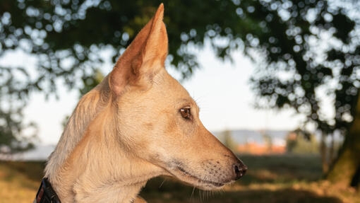 Perfil de un perro tipo podenco de color claro con orejas grandes en un entorno natural.
