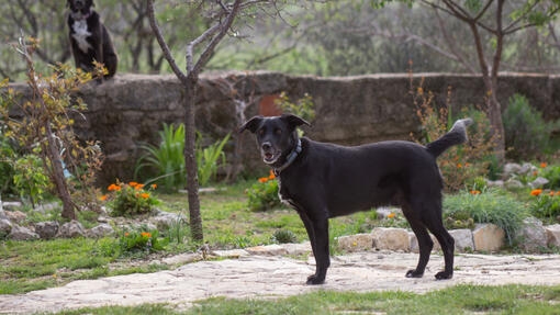 Perro negro de pie en un jardín mientras otro perro observa desde un muro al fondo.