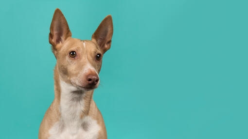 Perro podenco maneto de pelaje canela y pecho blanco posando frente a un fondo turquesa.