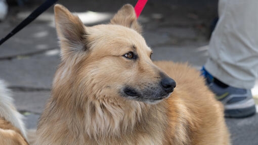 Perro de pelaje largo y dorado sentado con correa roja, mirando hacia un lado.