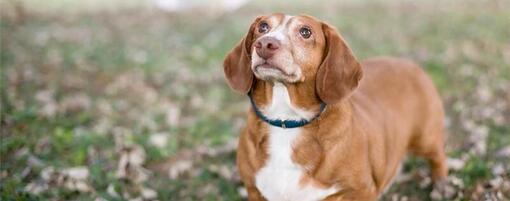 Perro pequeño marrón mirando hacia arriba mientras está de pie sobre hojas en el suelo.