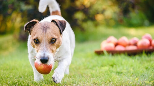 Jack Russell Terrier llevando una manzana mientras camina por el césped.